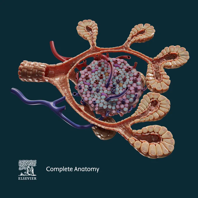 Pancreas - The pancreas is an accessory digestive organ with both exocrine and endocrine glandular components. The exocrine component of the pancreas is the part of the pancreas that acts as an exocrine gland, consisting of the pancreatic acini, which produce pancreatic juice and secrete it into the duodenum to aid in protein digestion. Pancreatic islets are irregular microscopic structures scattered throughout the pancreas and comprising its endocrine part. This model allows the user to distinctly see the different cell types that make up this structure and understand their secretions.