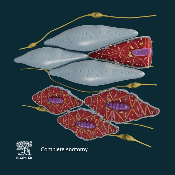 Smooth muscle - Smooth muscle is a type of muscle found in the walls of organs and blood vessels and in the skin. It supplies various involuntary functions to the areas it is present in. A user will be able to compare this model to other types of muscle cell models in CA such as the skeletal muscle.