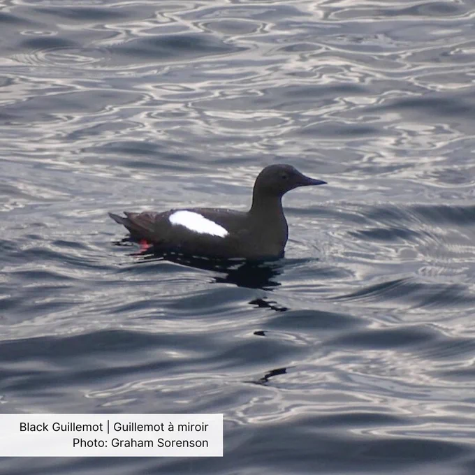 A Black Guillemot, a duck-sized black and white seabird with bright orange feet, swims in the water.