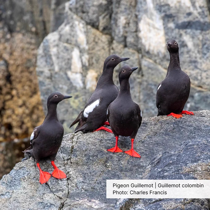 Four Pigeon Guillemots, duck-sized black and white seabirds with bright orange feet, rest on a boulder by the water.