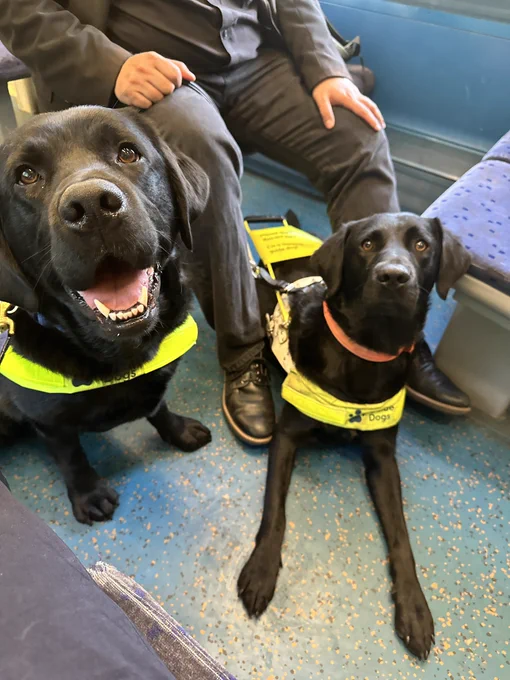 Two beautiful black labradors in their guide dogs harness sit on the floor of the train next to one another. Quark is on the left, his mouth wide open in a large, animated smile whilst Vinny is pulling his cute face at the camera.