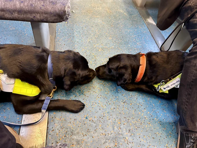 The two dogs are fast asleep on the floor of the train, one on one side, one on the other side however they are laid down nose to nose across the width of the aisle.