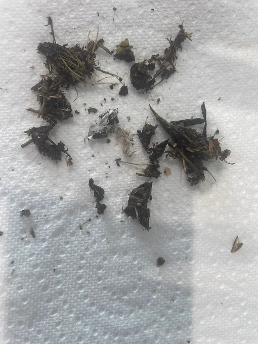A poo made up entirely of plastic and grass, from a wild hedgehog suffering from starvation.