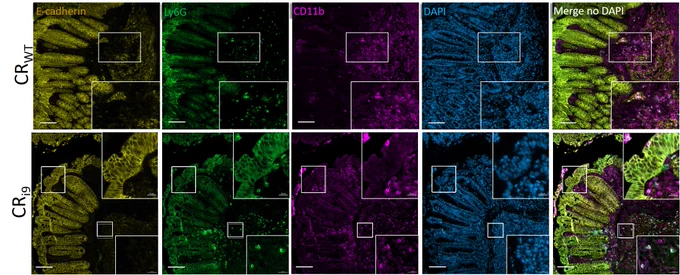 Neutrophils (Ly6G CD11b ) get to the site of infection (colonic lumen) when infected with CRi9, the hyperinflammatory CR mutant. Also, one of my favourite pictures from the manuscript.