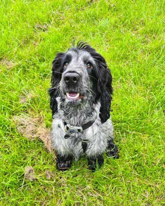 Black and white cocker spaniel, Billy sitting on the grass and looking up at the camera with his mouth slightly open.