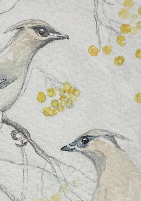 Section of small drypoint etching with watercolour of the birds waxwings. Seen in Derbyshire earlier this year. Only two versions of these available