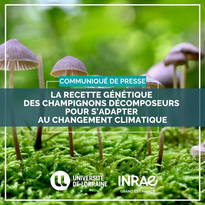 Photographie de mycènes (petits champignons décomposeurs) en forêt avec de la mousse, prise par Francis Martin