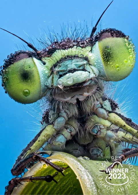 'Look into my eyes' - Damselfly covered in dew in the middle of the night.