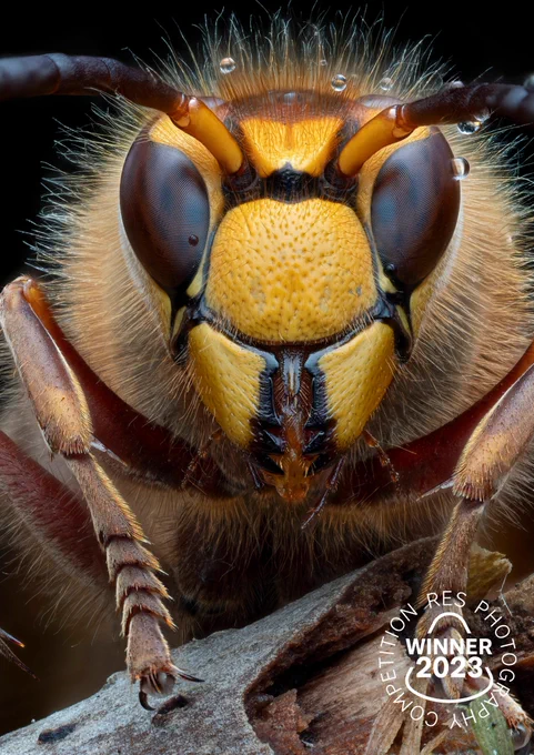 European hornet (Vespa crabro) found resting from the rain.