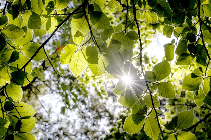 Sunlight filtering through vibrant green leaves against a bright background.