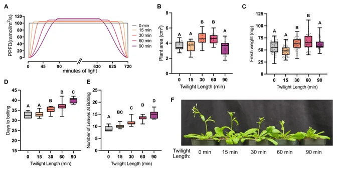 Figure 1: The impact of twilight length on plant growth and development. (A) Twilight length experimental schemes. (B) Leaf area of wild-type plants as measured using PlantCV from rosette images at 25 days post-imbibition (n>12). (C) Fresh weight of plants grown under different lengths of twilight (n>38 plants) measured at 25 days post-imbibition. (D & E) Flowering time measured by counting the number of days to bolting and number of leaves at bolting respectively (n>10 plants). (f) Representative images of plants at 36 days post imbibition. Letters above all graphs depict significantly different datapoints based on a one-way ANOVA and Tukey’s post-hoc test with adjusted p-value <0.05.