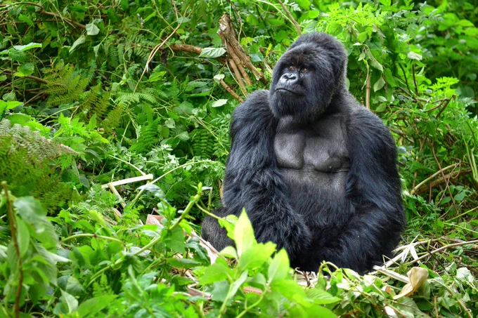 A silver-back mountain gorilla sits among leafy vegetation, look slightly upward towards the left of frame. 