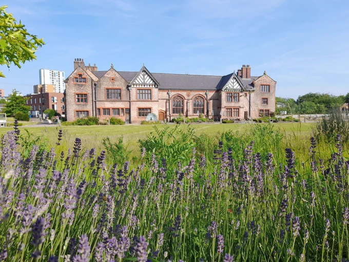 Lavender plants growing just behind the fence that borders the grounds. Ordsall Hall is the background on a sunny day.