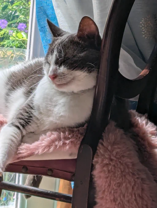 A grey and white cat with his eyes shut, smiling