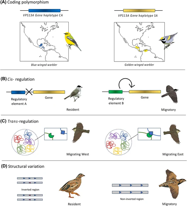 Fig. 1 from the article. Illustration of the diverse genetic basis of migratory behaviour across bird species involving both coding and non-coding proposed mechanisms. 