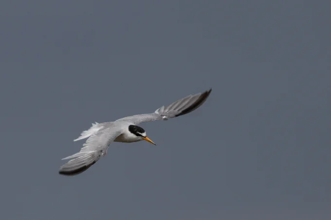 Little Tern