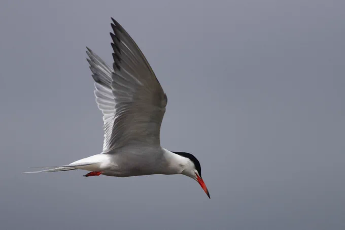 Common Tern