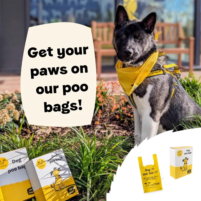A black and white Akita puppy is sitting outside wearing a yellow bandana. In front of him are two boxes of Dogs Trust poo bags. The text reads: 'Get your paws on our poo bags!"