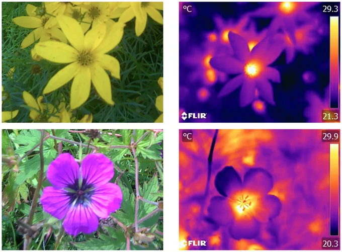 Visual spectrum photographs and thermographs of Coreopsis verticillata (top images) and Geranium psilostemon (bottom images)