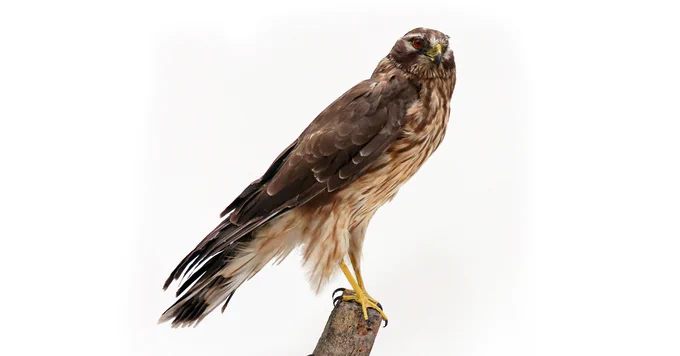 A Hen Harrier perched on a tree branch.