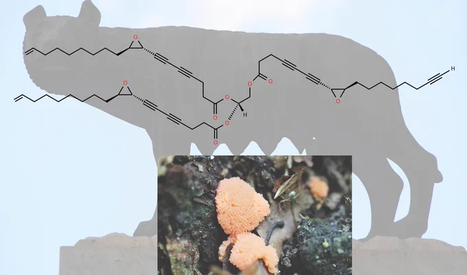 Lycogaride molecule with she-wolf statue and slime mold image