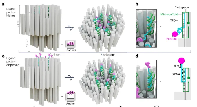 a, A three-dimensional origami has a head part with a cavity that physically hides six peptide ligands conjugated to DNA strands. b, Illustration of the mechanism of how a peptide ligand hides inside the head cavity via the entropic spring imparted by the random coiling of the TFO. c, When the pH drops, the TFO of the peptide–DNA conjugate forms a tsDNA that forces the six peptides that were originally hidden in the cavity to get displayed as a hexagonal pattern on the top surface of the origami. d, Close-ups of the tsDNA. 

Wang, Y., Baars, I., Berzina, I. et al. A DNA robotic switch with regulated autonomous display of cytotoxic ligand nanopatterns. Nat. Nanotechnol. (2024). https://doi.org/10.1038/s41565-024-01676-4
