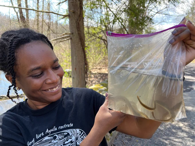 Eel monitoring for ecosystem health / Courtesy NYSDEC