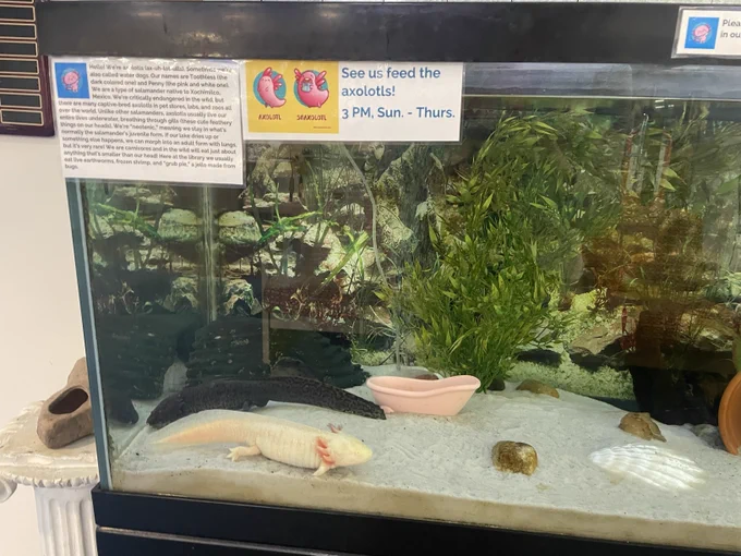 Axolotl at Driftwood Public Library
