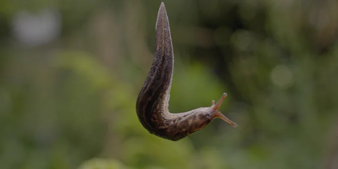 Photo of slug in front of greenery