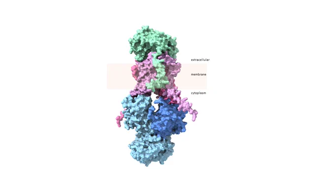 A stack of lumpy blobs with four different colors representing different parts of the protein. The predicted molecular structure of the mutant form of BCT1 the researchers evolved for function in plants. Each color represents a subunit of the four-component pumping system. The mutant form has fused the blue-colored subunits and enabled the pump to work without the need to switch it 'on’. Figure generated by Loraine Rourke, ANU. 