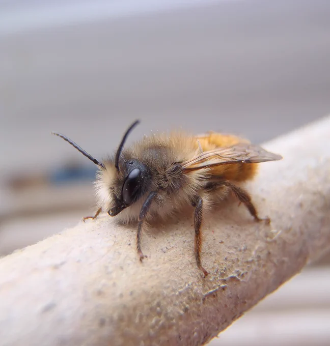 A close-up of a Red mason bee.