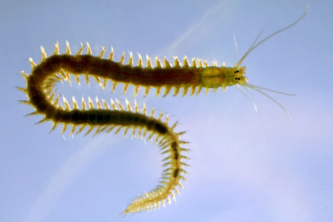Ver juvénile de l’espèce Platynereis dumerilii. © Dr. Pierre Kerner, Institut Jacques Monod