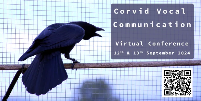 picture of crow cawing 