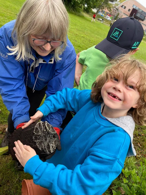 planting out the scouts gladioli
