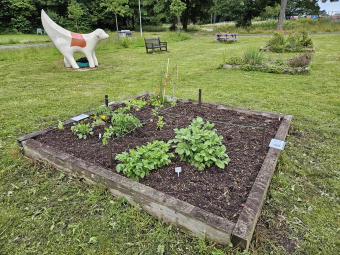Community veg bed 1 Springfield Park Knotty Ash Liverpool