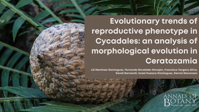Evolutionary trends of reproductive phenotype in Cycadales: an analysis of morphological evolution in Ceratozamia