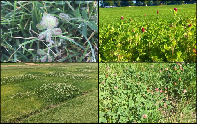 A four-photo collage. Clockwise from top left: rose clover flower; crimson clover flowering; a research plot of mixed Kentucky bluegrass and flowering white clover; and flowering strawberry clover.