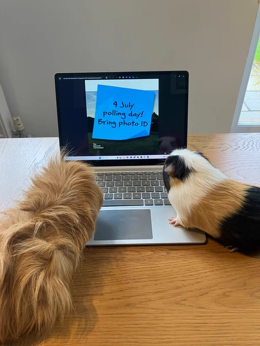 Two  guinea pigs are looking at a laptop which reads '4 July polling day bring photo ID