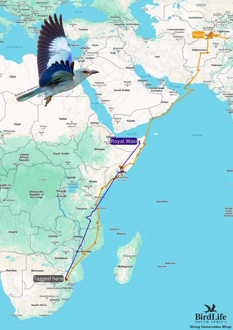 ‘Hera’ left South Africa on 30 March and arrived in Uzbekistan on 15 May – completing a journey of about 10,500km in six weeks (including a seven-day stopover in Somalia to rest and recuperate midway). The tracking record for ‘Royal Wasi’, another European Roller tagged in Limpopo, disappeared in Somalia. (Graphic: Jessica Wilmot / Birdlife South Africa)