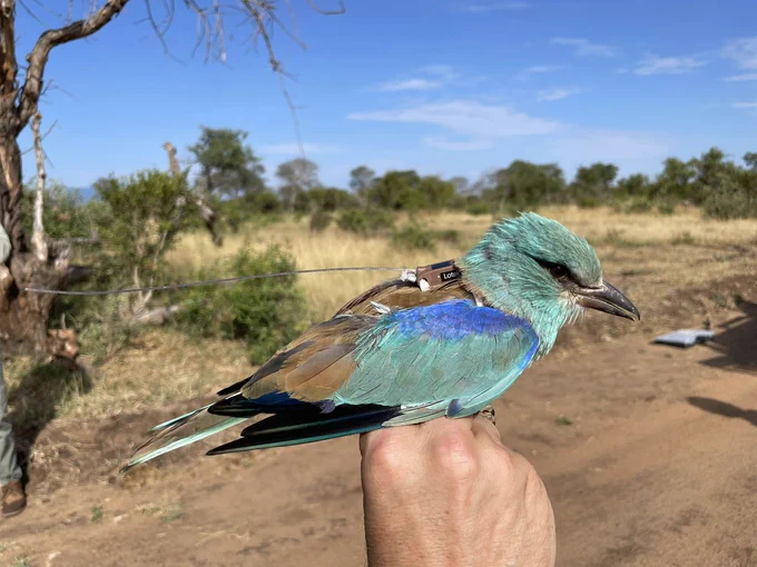 A close-up view of the solar-powered satellite tag and antenna ‘backpack’ installed on a European Roller. The solar panel is about the size of a nail on a human pinkie finger. (Photo: Jessica Wilmot)