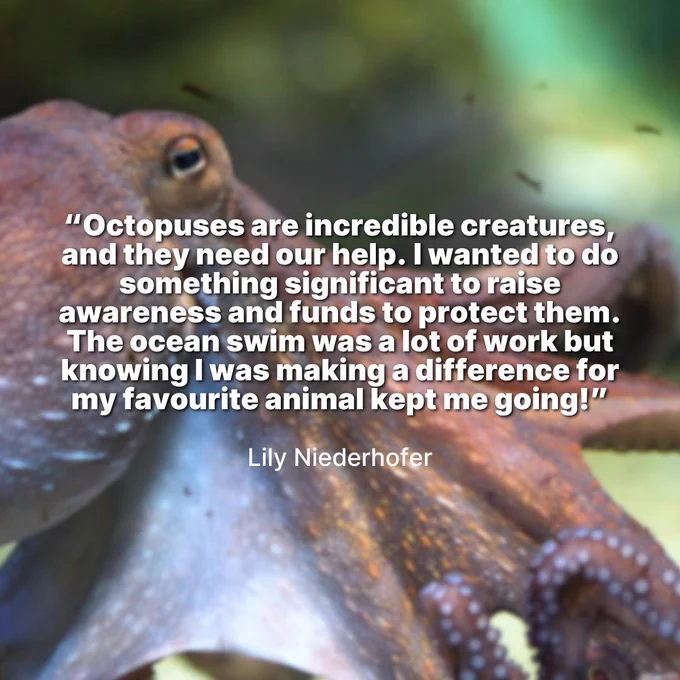 Quote from Lily Niederhofer in white text on background of picture of octopus reads: Octopuses are incredible creatures, and they need our help. I wanted to do something significant to raise awareness and funds to protect them. The ocean swim was a lot of work but knowing I was mkaing a difference for my favourite animal kept me going!"