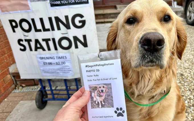 Ruby, a golden lab, has her own photo ID at a polling station.