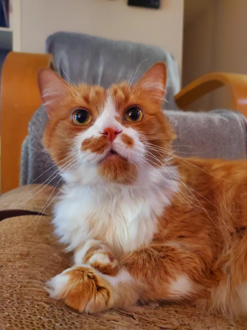 an orange and white cat is ignoring a toy that is off camera. he's evaluating whether he feels the toy's performance is believable. 