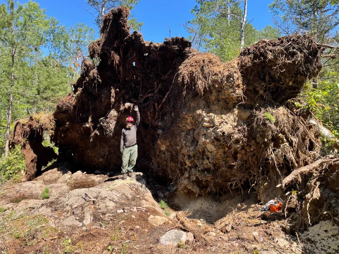 A person stands under a root wad 