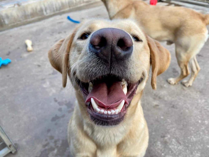 A close up of a smiling yellow Labrador with his mouth wide open and nose very near the camera, with another yellow Labrador in the background.