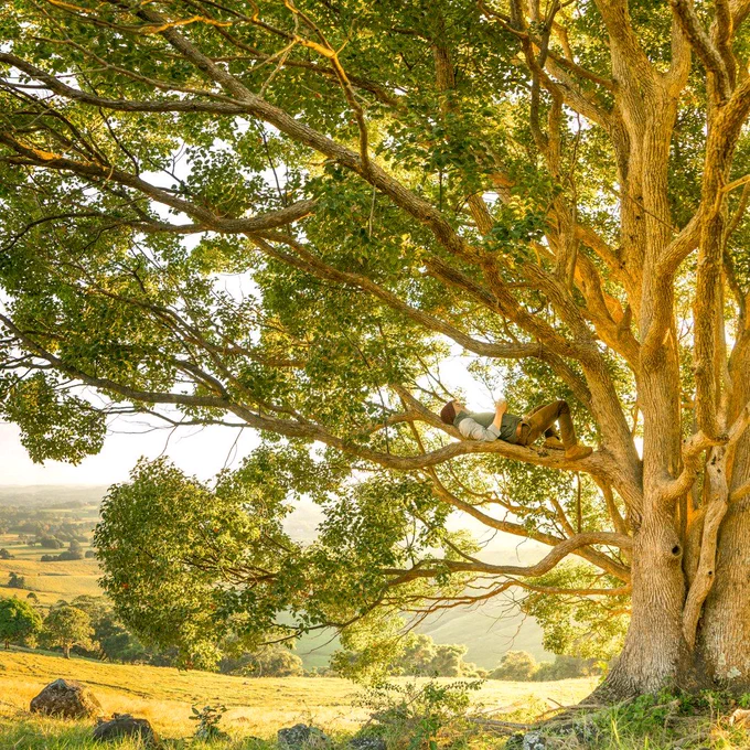 relaxing in a tree