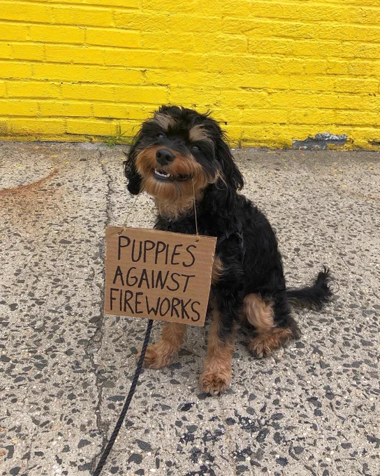 a small scruffy black dog with long bushy brown eyebrows, brown beard, and brown paws sits on a speckled cement ground in front of a yellow brick wall. the pup is looking over at us with a cardboard sign hanging from their mouth, their pearly white teeth exposed in a little smile. the little protestor's cardboard sign reads, "puppies against fireworks."