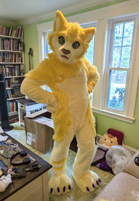 A yellow domestic cat fursuiter standing with their paws on their hips.