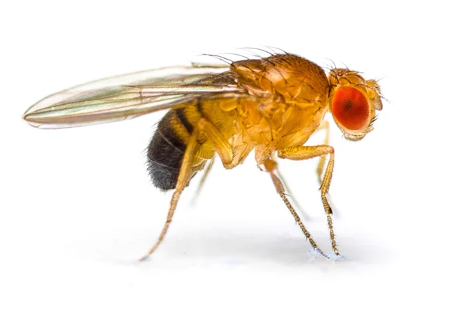 macrophotography of adult fruit fly  on white background 