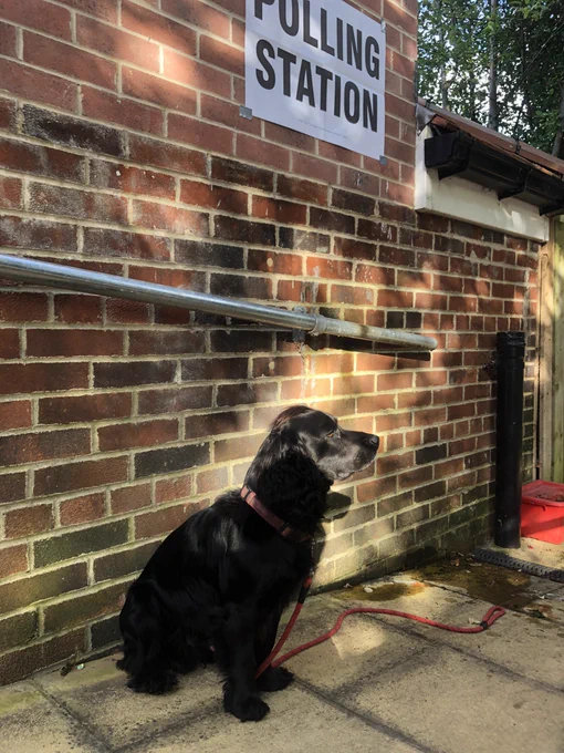 Dog at polling station